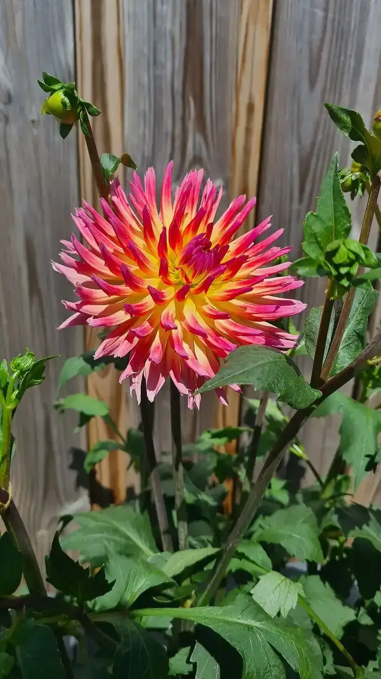Bloeiende dahlia in een border — beplanting door hovenier GS Gardens in Nieuw-Vennep
